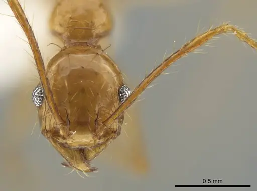 Pheidole tanyscapa - INB0003696373