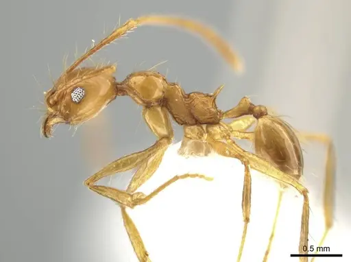 Pheidole tanyscapa - INB0003696373