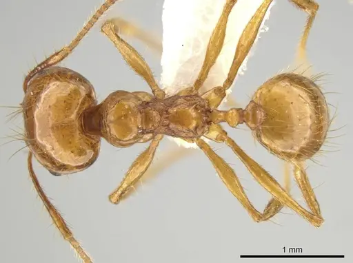 Pheidole tanyscapa - INB0003696376