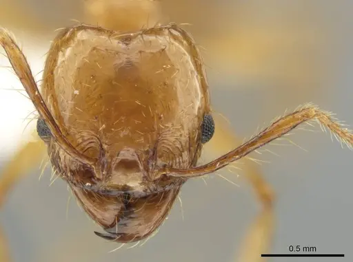 Pheidole tanyscapa - INB0003696376