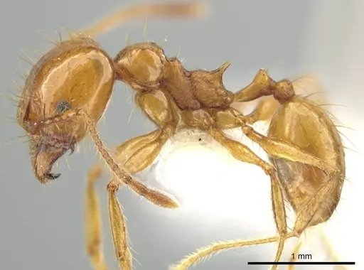 Pheidole tanyscapa - INB0003696376