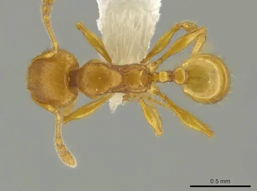 Pheidole tapanti specimen