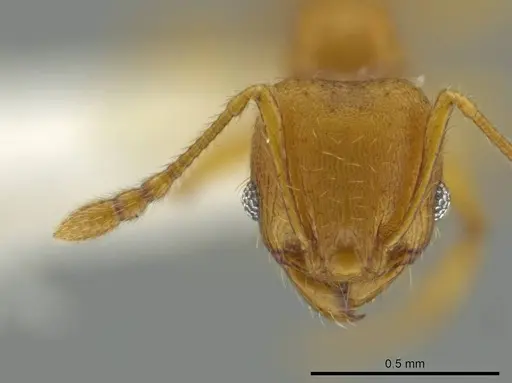Pheidole tapanti specimen