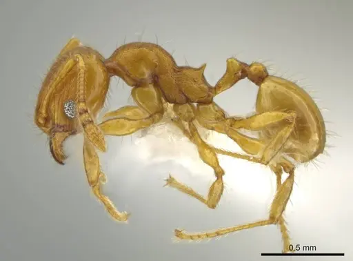 Pheidole tapanti specimen