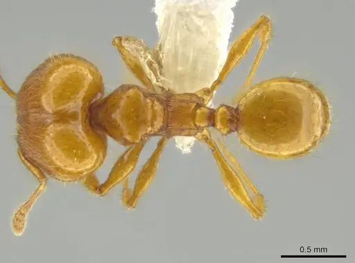 Pheidole tapanti - CASENT0637804
