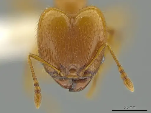 Pheidole tapanti - CASENT0637804