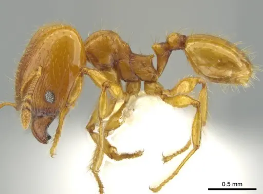 Pheidole tapanti - CASENT0637804