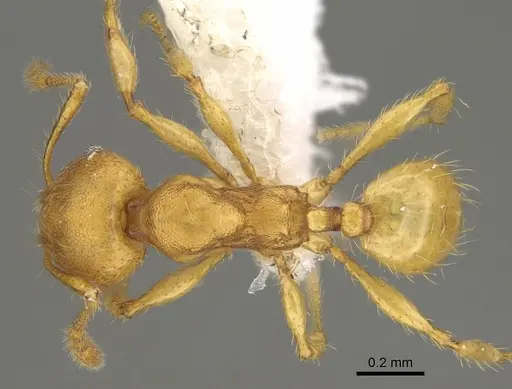 Pheidole tapanti - CASENT0646698