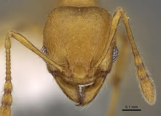 Pheidole tapanti - CASENT0646698