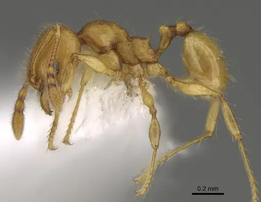 Pheidole tapanti - CASENT0646698