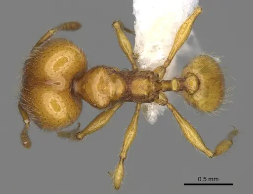 Pheidole tapanti - CASENT0646703