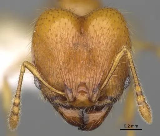 Pheidole tapanti - CASENT0646703
