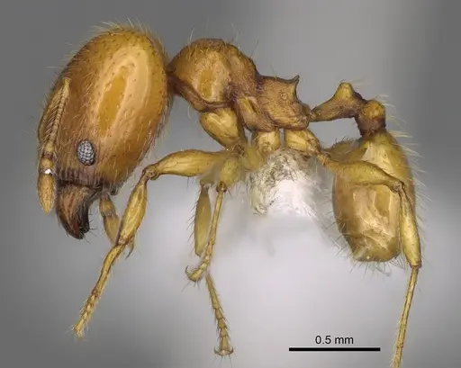Pheidole tapanti - CASENT0646703