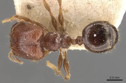 Pheidole tasmaniensis specimen