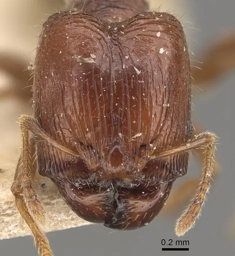 Pheidole tasmaniensis specimen