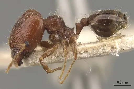 Pheidole tasmaniensis specimen
