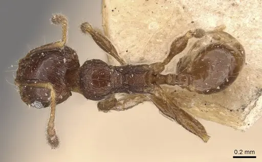 Pheidole tasmaniensis - CASENT0908059