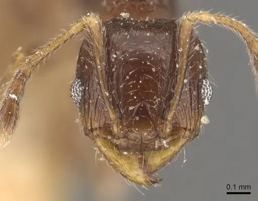 Pheidole tasmaniensis - CASENT0908059