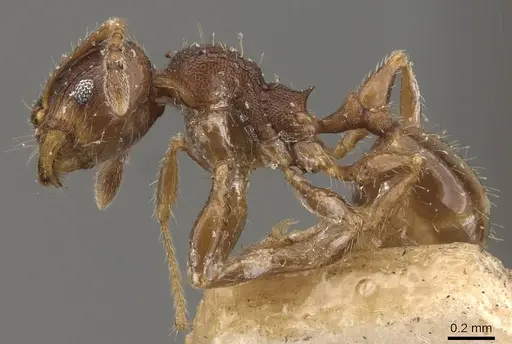 Pheidole tasmaniensis - CASENT0908059