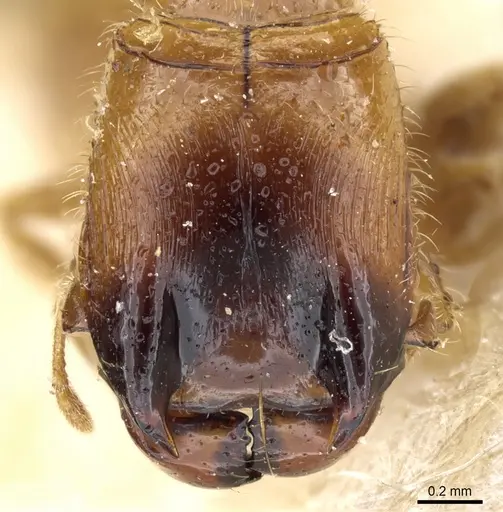 Pheidole taurus specimen