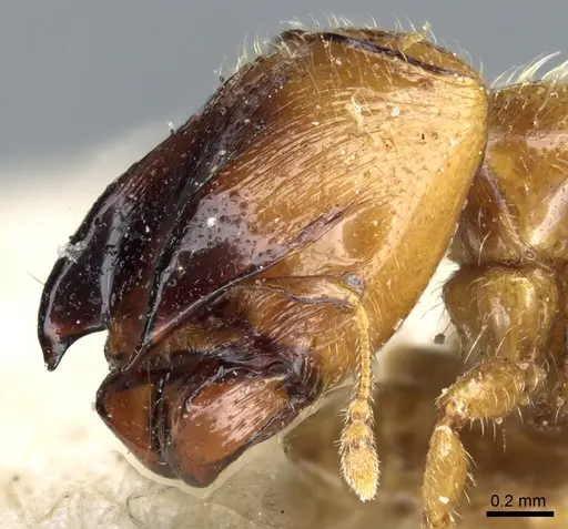 Pheidole taurus specimen