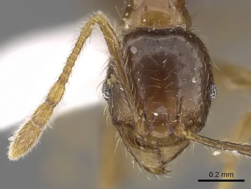 Pheidole tawauensis specimen