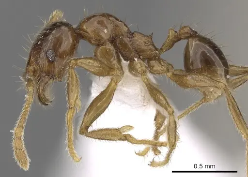Pheidole tawauensis specimen