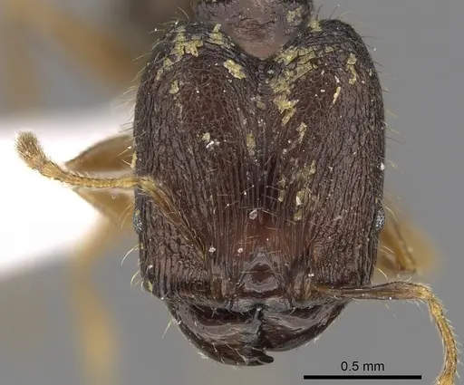Pheidole tawauensis - CASENT0901657
