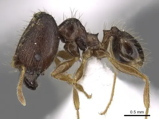 Pheidole tawauensis - CASENT0901657