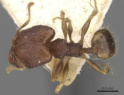 Pheidole templaria specimen
