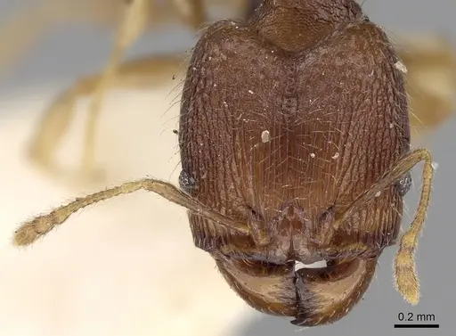Pheidole templaria specimen