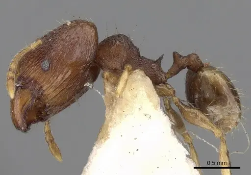 Pheidole templaria specimen