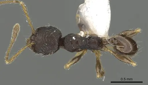 Pheidole tenebricosa specimen