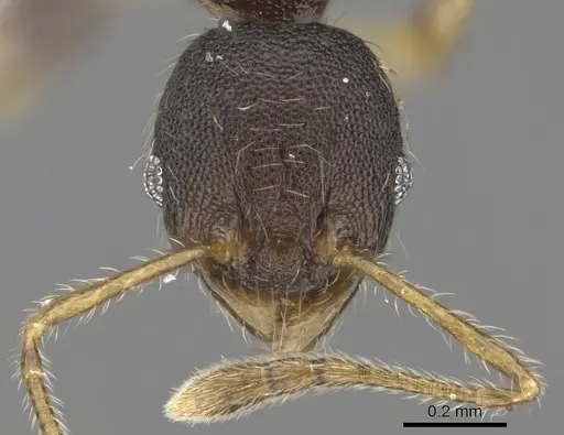 Pheidole tenebricosa specimen