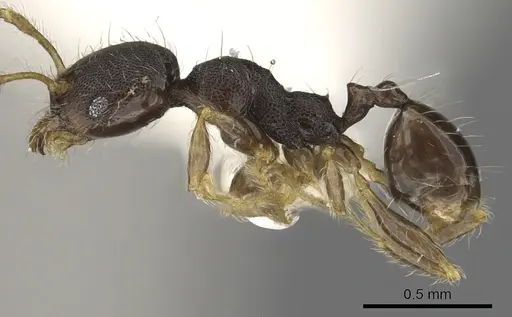Pheidole tenebricosa specimen