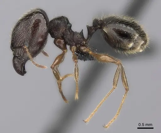Pheidole tenebrovulgaris specimen