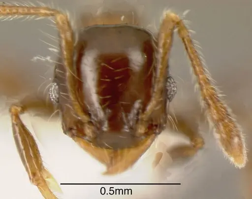 Pheidole tennantae specimen