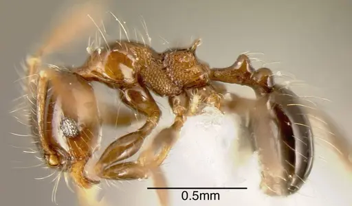 Pheidole tennantae specimen