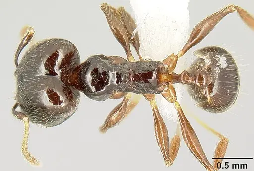 Pheidole tenuicephala specimen