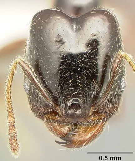 Pheidole tenuicephala specimen