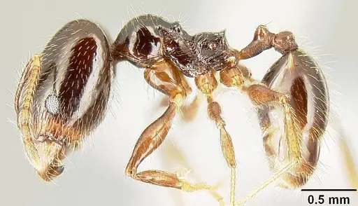 Pheidole tenuicephala specimen