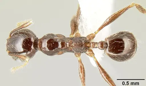 Pheidole tenuicephala - CASENT0609055