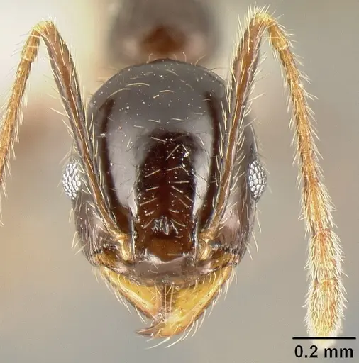 Pheidole tenuicephala - CASENT0609055