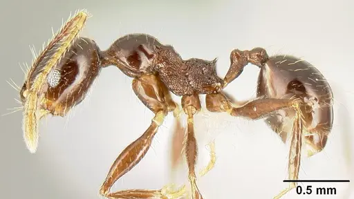 Pheidole tenuicephala - CASENT0609055