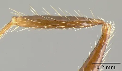 Pheidole tenuicephala - CASENT0609055