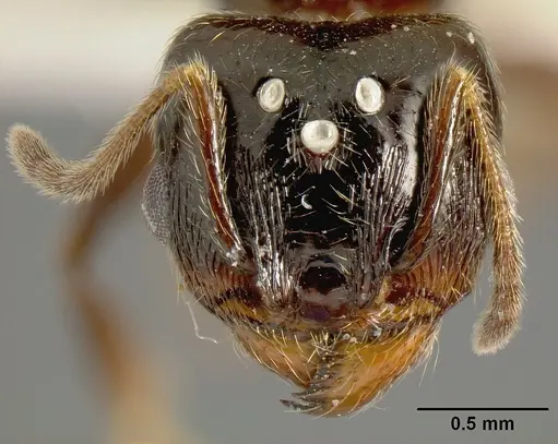 Pheidole tenuicephala - CASENT0609056