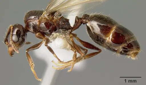 Pheidole tenuicephala - CASENT0609056