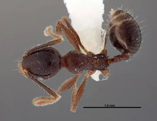 Pheidole tenuicephala - CASENT0609057