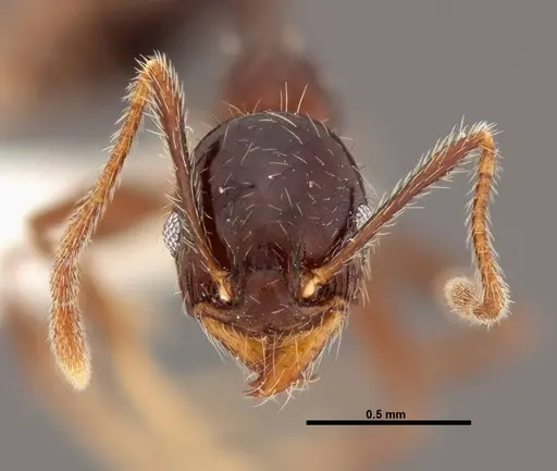 Pheidole tenuicephala - CASENT0609057