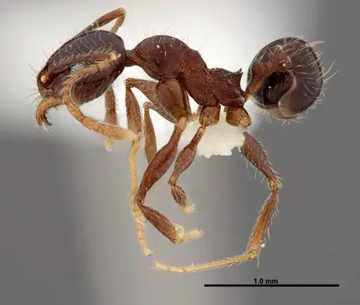 Pheidole tenuicephala - CASENT0609057